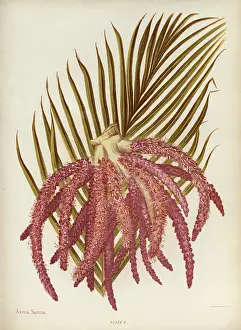 The Kings College Archives And Special Collections: Areca Sapida or Feather Duster Palm