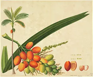 Arecaceae: Areca sp
