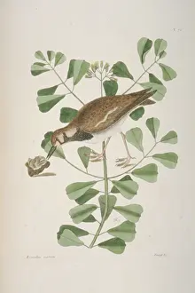 Arenaria: Arenaria interpres, ruddy turnstone