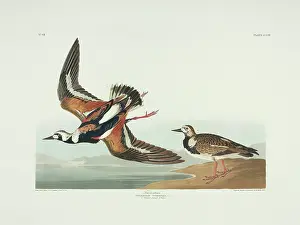 Arenaria: Arenaria interpres, ruddy turnstone