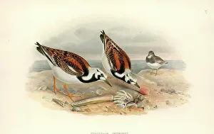 Arenaria: Arenaria interpres, ruddy turnstone