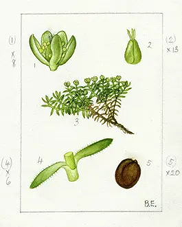 3000: Arenaria sedoides