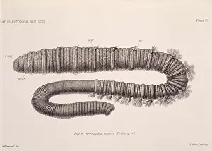Worm: Arenicola loveni, polychaete worm