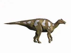 Lambeosaurinae: Arenysaurus ardevoli, Late Cretaceous of Spain