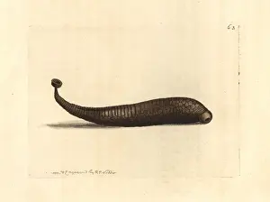 Elford: Areolated sealeech, Pontobdella areolata