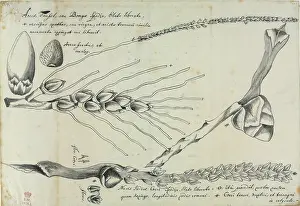 Sloane: Arera catechu, figure from Descriptiones Fruticum et Arborum