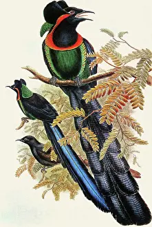 Nigra: Arfak Astrapia, Astrapia Nigra
