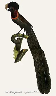 Nigra: Arfak Astrapia, Astrapia nigra