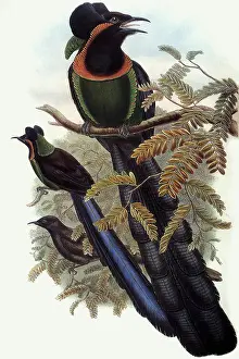 Nigra: Arfak Astrapia, Astrapia nigra