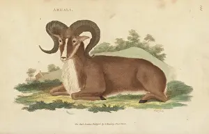 G. Kearsley: Argali, Ovis ammon