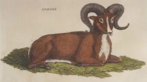 Excessive: ARGALI SHEEP 1814