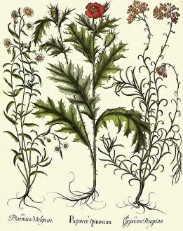 Basilius: Argemone mexicana