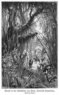 ARGENTINA FOREST SCENE