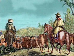 Capuz: Argentina. Gauchos driving cattle