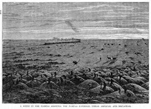 Alarming: ARGENTINA PAMPAS
