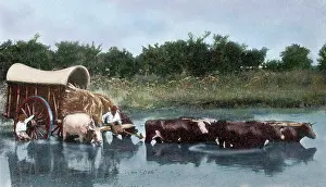 Pull: Argentina. Yoke of oxen wading a lagoon
