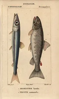 Salmo: Argentine, Argentina sphyraena, and lake trout, Salmo trutta