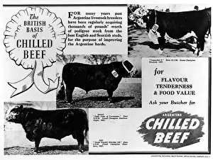 Argentine beef