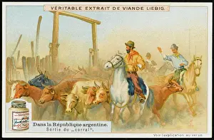 Corral: ARGENTINE CATTLE DRIVE