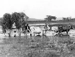 Monsoon: ARGENTINIAN FARMER