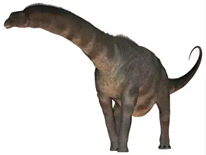 Macronaria: Argentinosaurus dinosaur