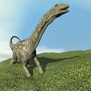 Macronaria: Argentinosaurus dinosaur