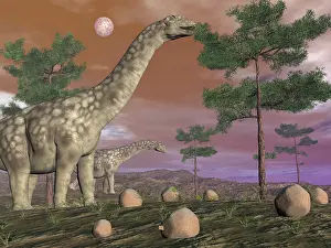 Huinculensis: Argentinosaurus dinosaur eating leaves from the tree tops