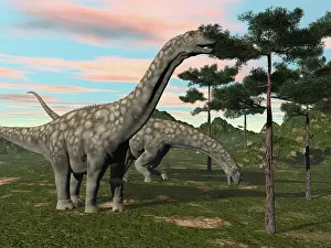 Huinculensis: Argentinosaurus dinosaur grazing on treetops
