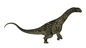 Macronaria: Argentinosaurus dinosaur isolated on white background