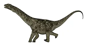 Macronaria: Argentinosaurus dinosaur isolated on white background