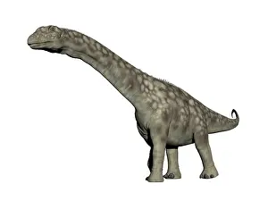 Macronaria: Argentinosaurus dinosaur, white background