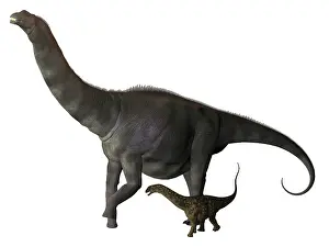 Macronaria: An Argentinosaurus and juvenile