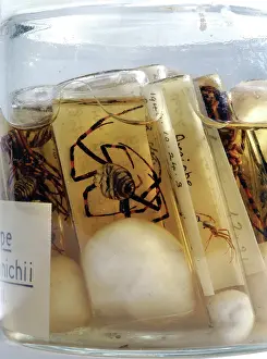 Arachnida: Argiope bruennichi, wasp spider