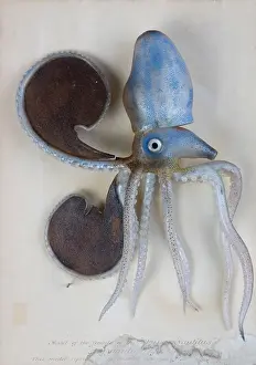 Argo: Argonauta argo (female), octopus