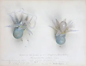 Argo: Argonauta argo (males), octopus