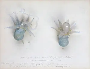 Argo: Argonauta argo (males), octopus