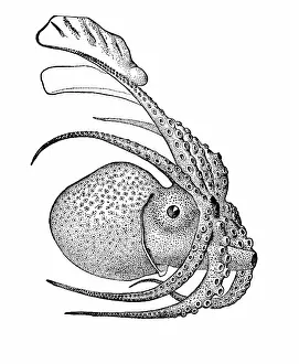 Argo: Argonauta argo, Pelagic Octopus