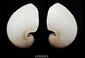 Argonaut: Argonauta hians, brown paper nautilus