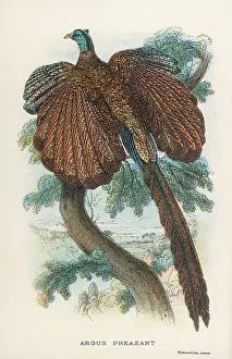 Argusianus: ARGUS PHEASANT