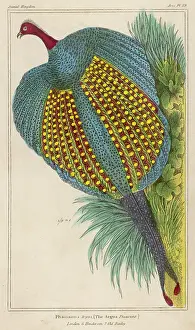 Giganteus: ARGUS PHEASANTS
