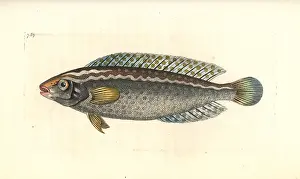 Wrasse: Argus wrasse, Halichoeres argus