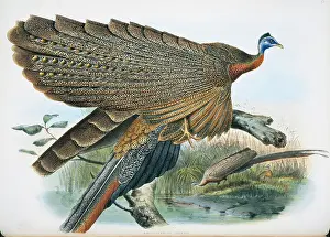 Locomotion: Argusianus argus grayi, great argus