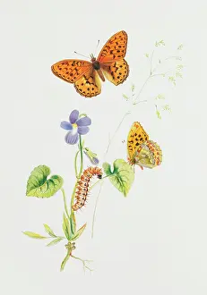 Argynnis: Argynnis adippe, high brown fritillary