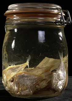 Hatchet: Argyropelecus sp. hatchetfish