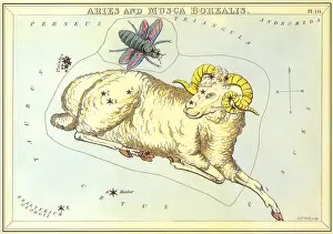 Tarot: Aries, the Ram with a Bee