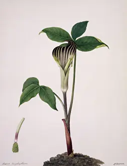 Alismatales: Arisaema triphylla, Jack-in-the-pulpit