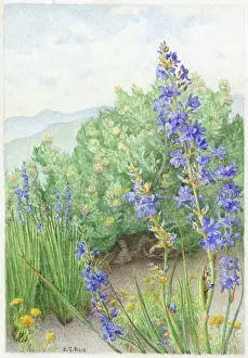 Capitata: Aristea Capitata, Leucospernum, Athanasia