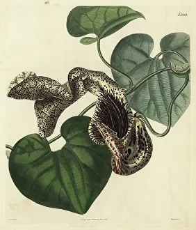 John Curtis: Aristolochia cymbifera