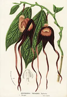 Serres: Aristolochia tricaudata. Critically endangered