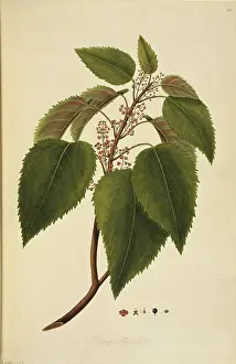 Polydore: Aristotelia serrata, wineberry tree